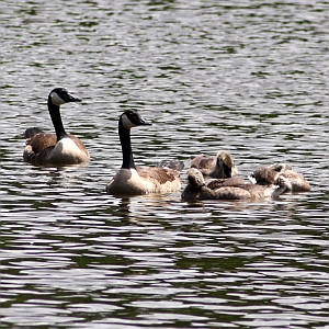 Goose Family