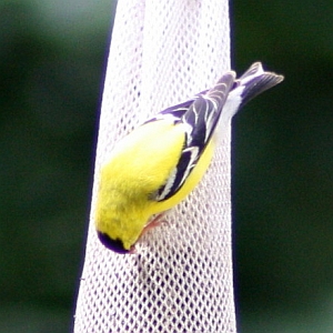 Male Goldfinch