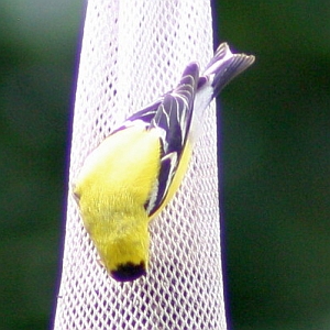 Male Goldfinch