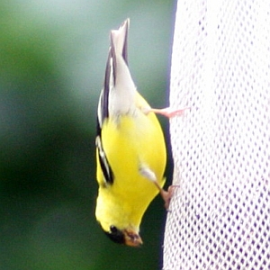 Male Goldfinch