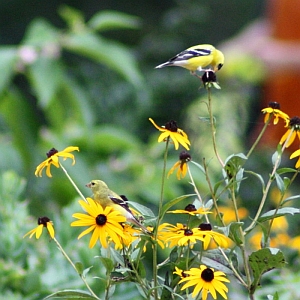 Goldfinch Male and Female in Flowers