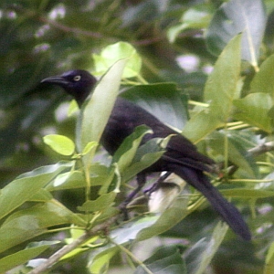 Grackle in Tree