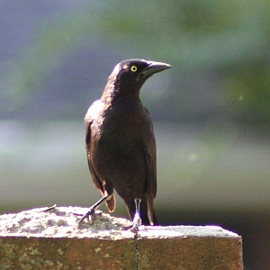 Grackle on Fence