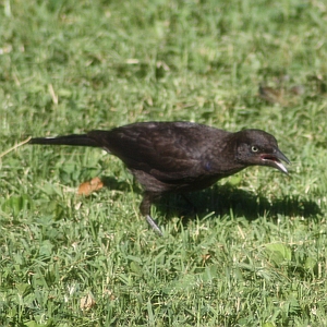 Grackle in Backyard