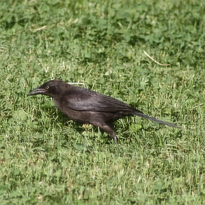 Common Grackle