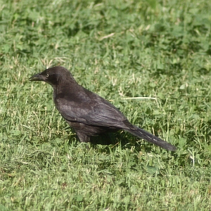 Common Grackle on ground