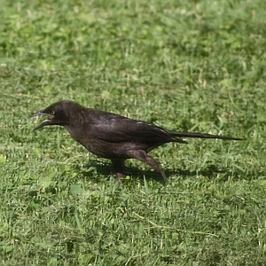 Grackle