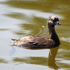 Pied-billed Grebe