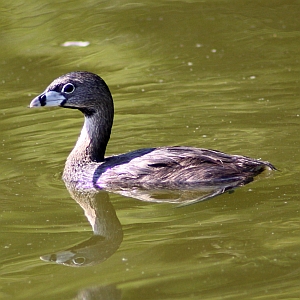 Pied-billed Grebe