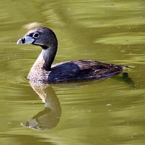 Pied-billed Grebe