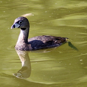 Pied-billed Grebe