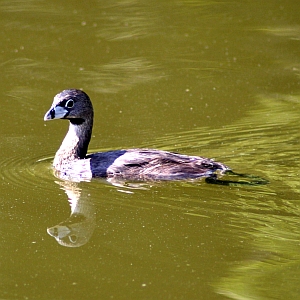 Pied-billed Grebe