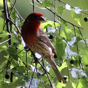 Male House Finch