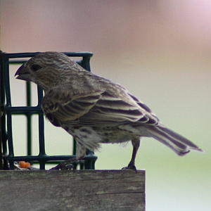 Female House Finch