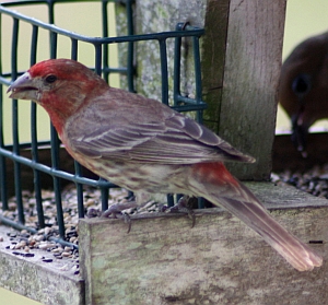 House Finch Male at feeder