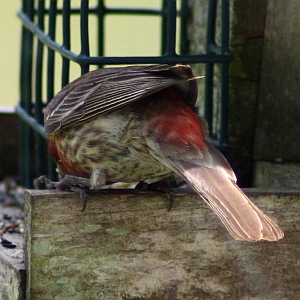 House Finch Tail