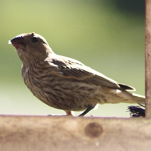 Female House Finch