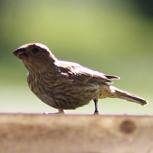 Female House Finch