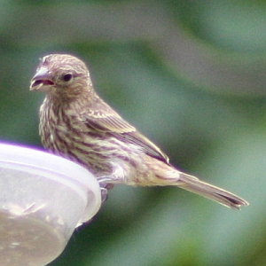 Female House Finch at Squirrel Lake Park