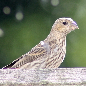 Female House Finch at Squirrel Lake Park