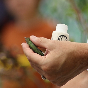 Ruby-throated Hummingbird