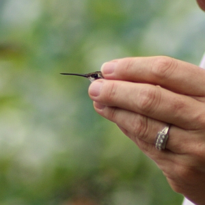 Ruby-throated Hummingbird