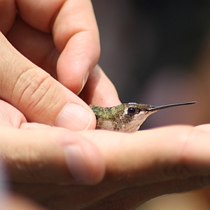 Ruby-throated Hummingbird