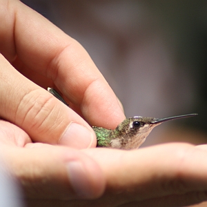 Ruby-throated Hummingbird