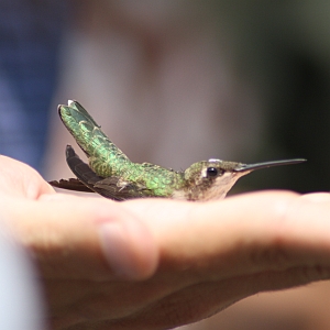 Ruby-throated Hummingbird