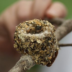 Hummingbird Nest