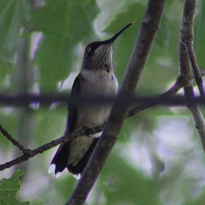 Ruby-throated Hummingbird perching in tree above feeder