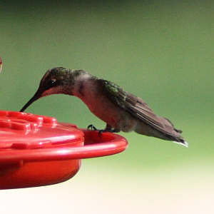 Ruby-throated Hummingbird