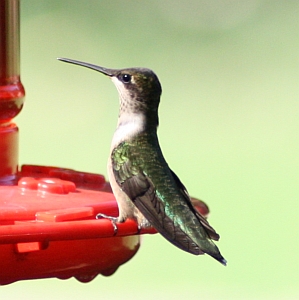 Ruby-throated Hummingbird