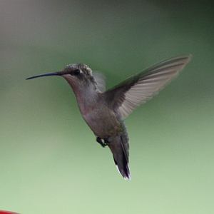 Female Ruby-throated Hummingbird  hovering near feeder