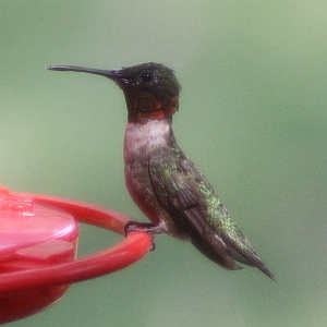 Male Ruby-throated Hummingbird