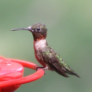 Male Ruby-throated Hummingbird