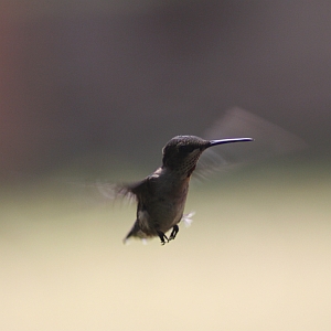 Ruby-throated Hummingbird