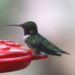 Ruby-throated Hummingbird in flight