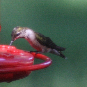 Ruby-throated Hummingbird