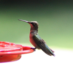 Female Ruby-throated Hummingbird