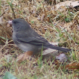 Dark-eyed Junco in North Carolina