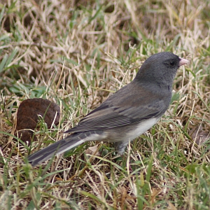 Dark-eyed Junco in North Carolina