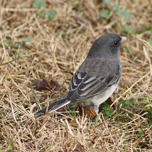 Dark-eyed Junco in North Carolina