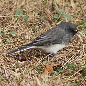 Dark-eyed Junco in North Carolina