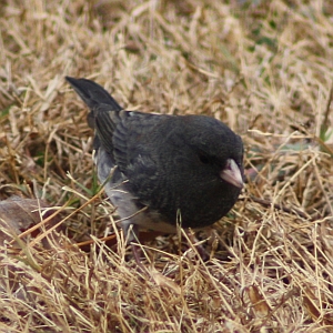 Dark-eyed Junco in North Carolina