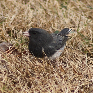 Dark-eyed Junco in North Carolina