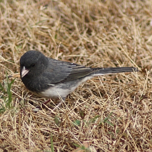 Dark-eyed Junco in North Carolina