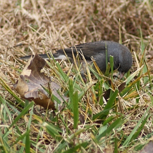 Dark-eyed Junco in North Carolina