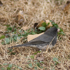 Dark-eyed Junco in North Carolina