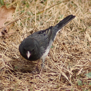 Dark-eyed Junco in North Carolina